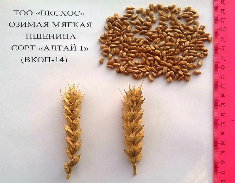 Новый сорт озимой пшеницы запатентовала ВК СХОС