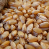 Пшеница сорта Алтай