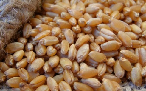 Пшеница сорта Алтай