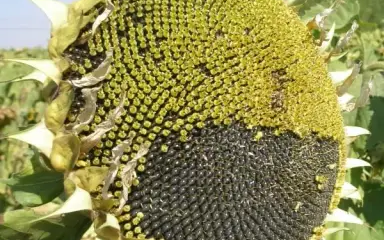 Алтай күнбағыс cұрпы