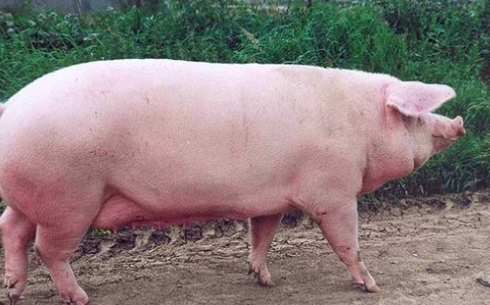 Алтайская мясная