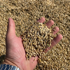 Пшеница сорта Алтын Дала
