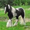 Американдық драмхорс (American drumhorse)