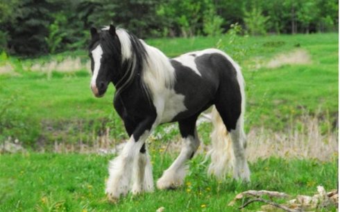 Американдық драмхорс (American drumhorse)