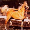 Американдық мініс жылқысы (Сэдлбред) (American horse)