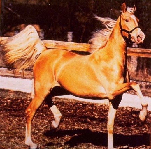 american horse