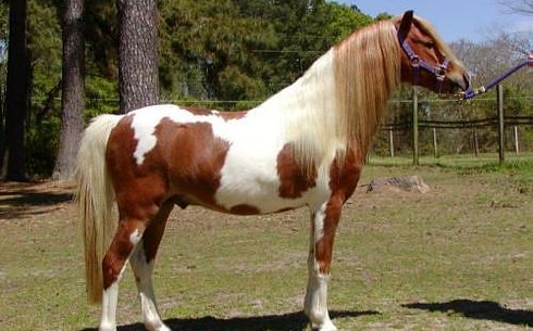 Американдық шетленд (American shetland)