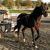 Американдық желісті жылқы (Стандартбредті) (American trotter)