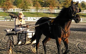 Американдық желісті жылқы (Стандартбредті) (American trotter)