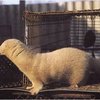 Паламино (Palamino mink breed)