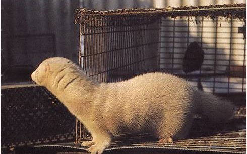 Паламино (Palamino mink breed)