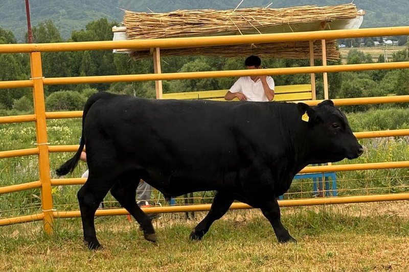 Бык на аукционе в Казахстане продан за рекордные 4,2 млн тенге