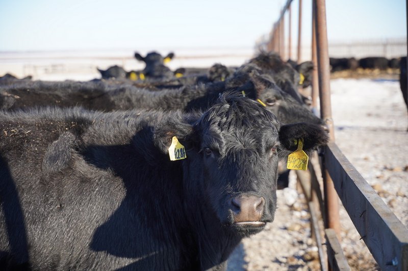 План развития животноводства утвердили в Казахстане