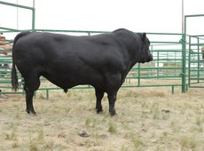 Лучшим быком в Казахстане признан ангус от KazBeef