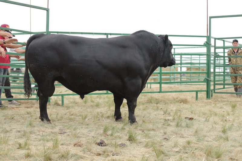 Лучшим быком в Казахстане признан ангус от KazBeef
