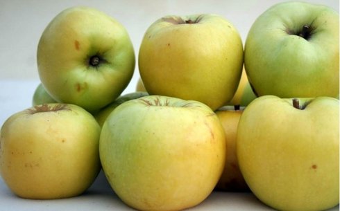 Яблоня сорт Антоновка 600