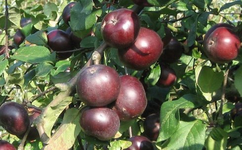 Яблоня сорт Апи Ноир
