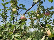 Апортовые сады возрождают в Казахстане