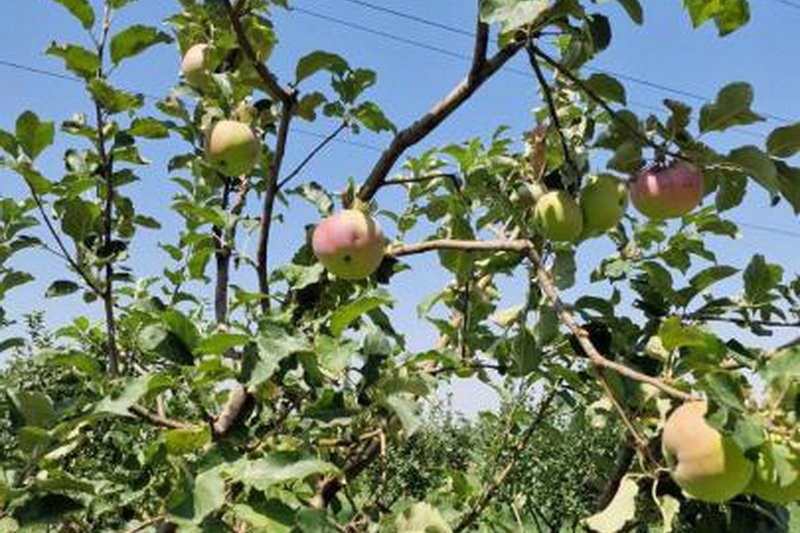 Апортовые сады возрождают в Казахстане