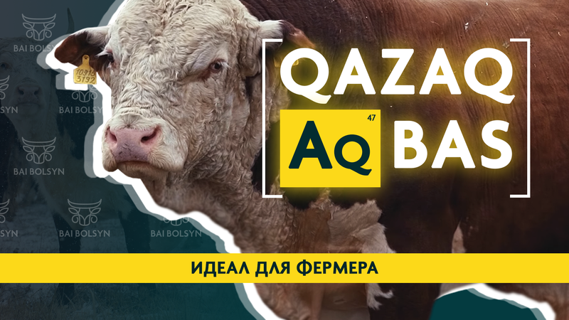 «Благословенный скот» или почему казахстанские фермеры выбирают породу Qazaq Aqbas? Практическая энциклопедия для фермера