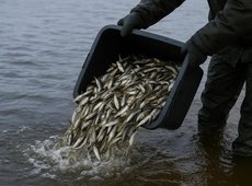 В Казахстане расширили господдержку аквакультуры