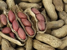 Выращиванием арахиса занялись фермеры Жетысу