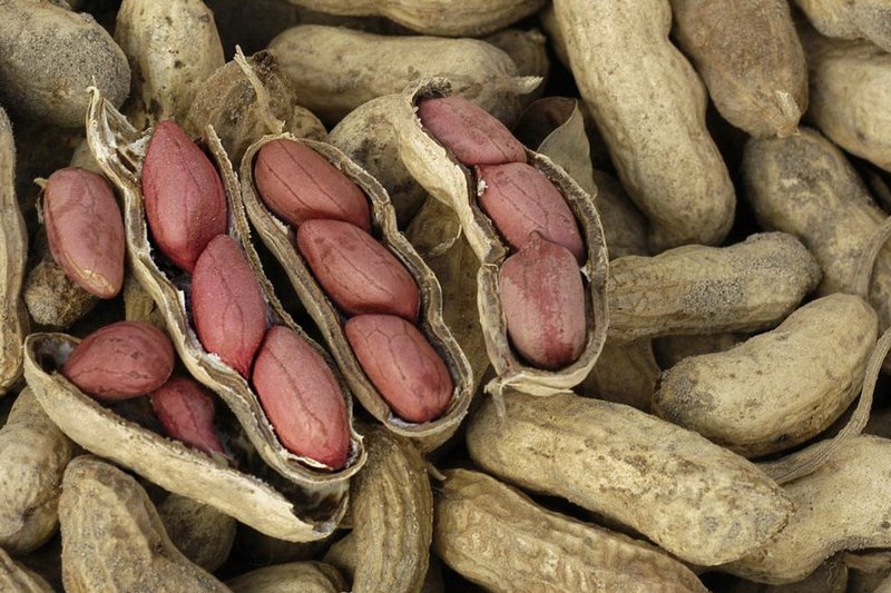 Выращиванием арахиса занялись фермеры Жетысу