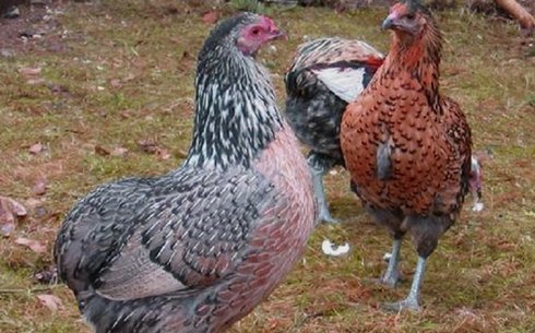 Араукана (Araucana)