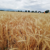 Пшеница сорта Арай