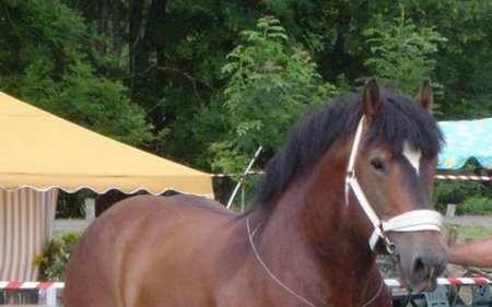 Арден (Ardennes horse)