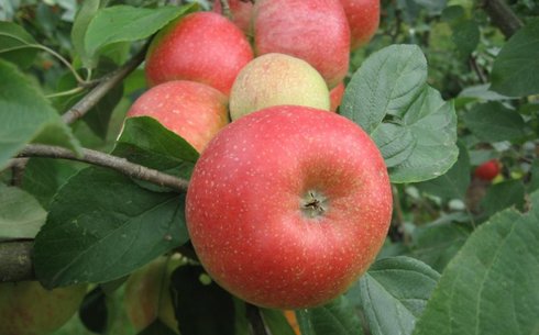 Яблоня сорт Арива