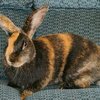 Арлекин (Danish rabbit harlequin)