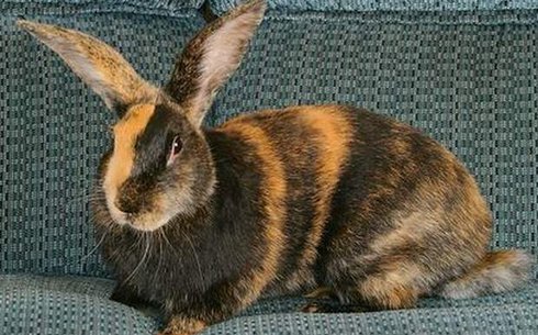 Арлекин (Danish rabbit harlequin)