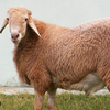 Ассаф порода овец (Assaf)