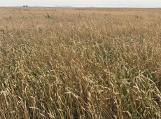 Холдинг «Байтерек» выставил на торги сельхозземли в Северном Казахстане