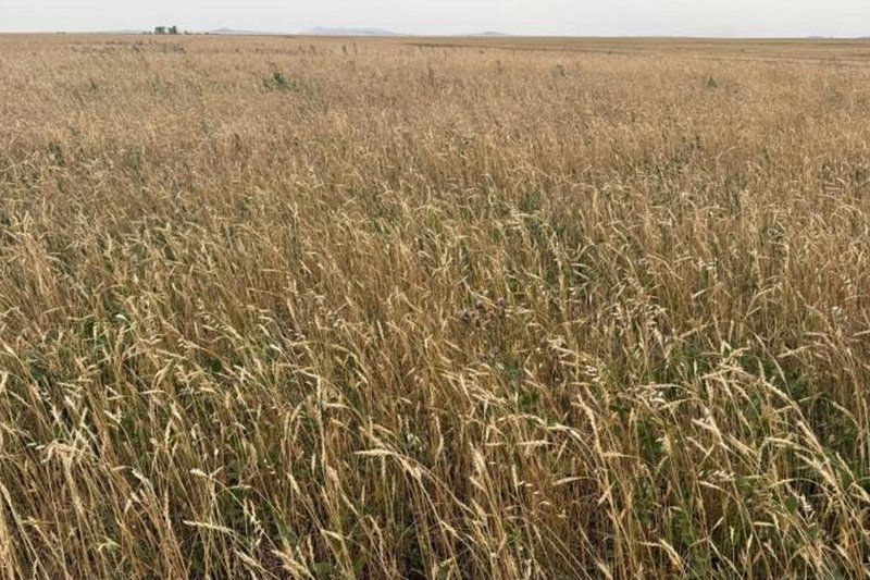 Холдинг «Байтерек» выставил на торги сельхозземли в Северном Казахстане