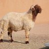 Авасси порода овец (Awassi)