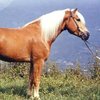 Авелин жылқысы (Авелинез) (Avelignese horse)