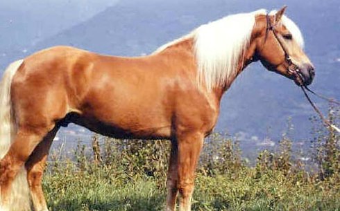 Авелин жылқысы (Авелинез) (Avelignese horse)