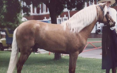 Австралийский пони (Australian pony)