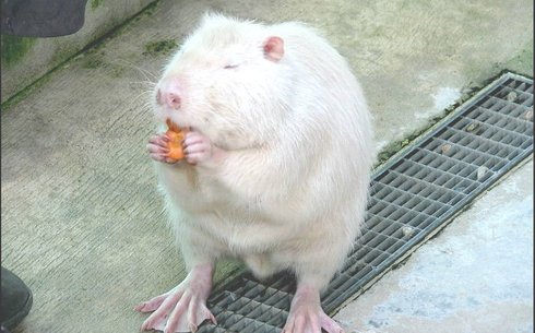 Әзірбайжандық ақ  (Azerbaijani white)