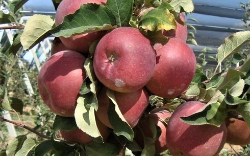 Яблоня сорт Фуджи Ацтек