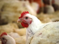 C 28 марта в Казахстане введены ограничения на ввоз живой птицы и продукции птицеводства с двух земель территории  Германии