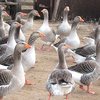 Роменская порода гусей (Romensky breed of geese)