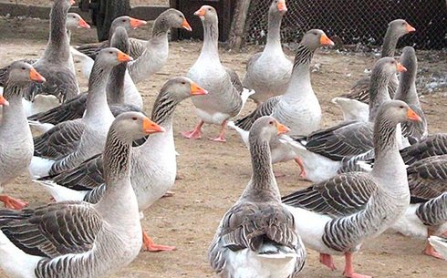 Роменская порода гусей (Romensky breed of geese)