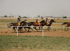 Субсидирование коневодства спортивного направления начнут в Казахстане