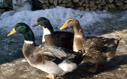 Башқұрт үйректері тұқымы (Bashkir duck breed)