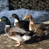 Башкирская порода уток (Bashkir duck breed)