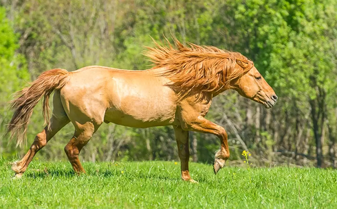 Башкирская порода (Bashkir horse breed)