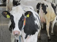 Создана вакцина для профилактики  маститов у коров